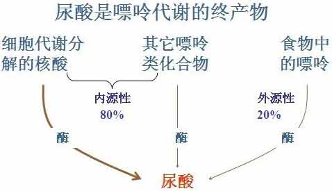 貴陽(yáng)強(qiáng)直醫(yī)院尿酸形成.jpg